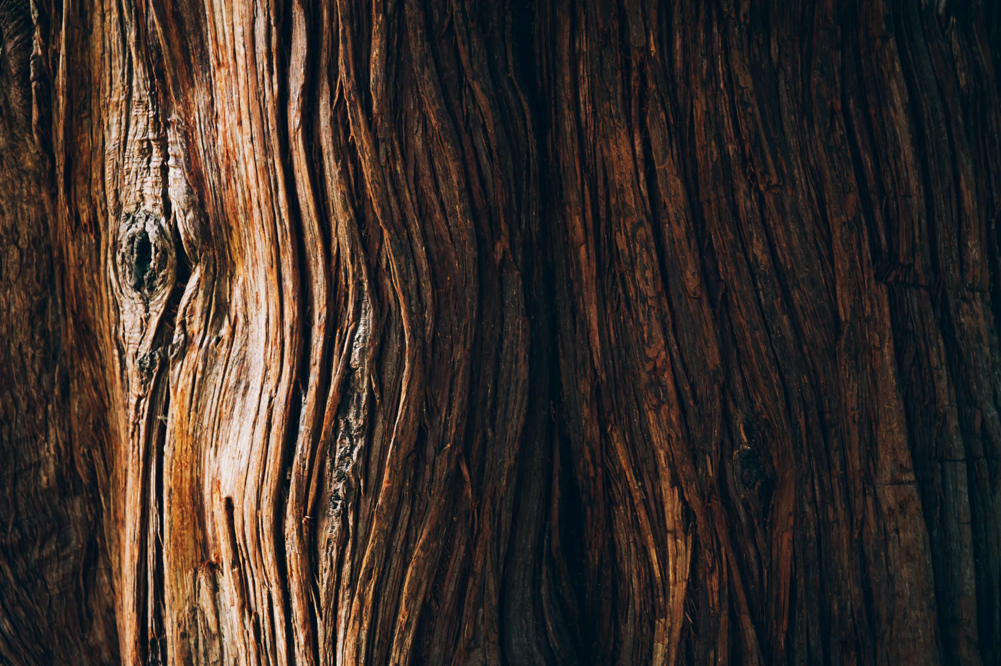 Wood grain